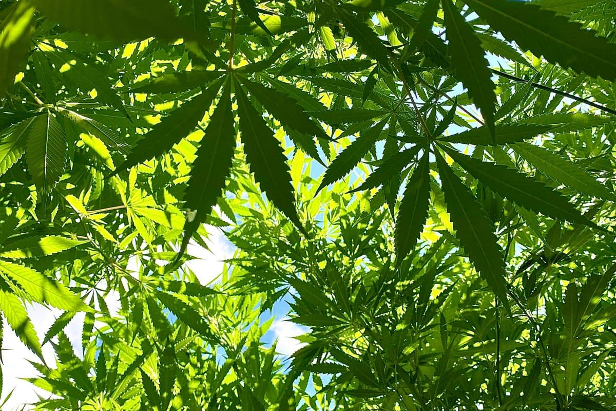 Sustainable cannabis field