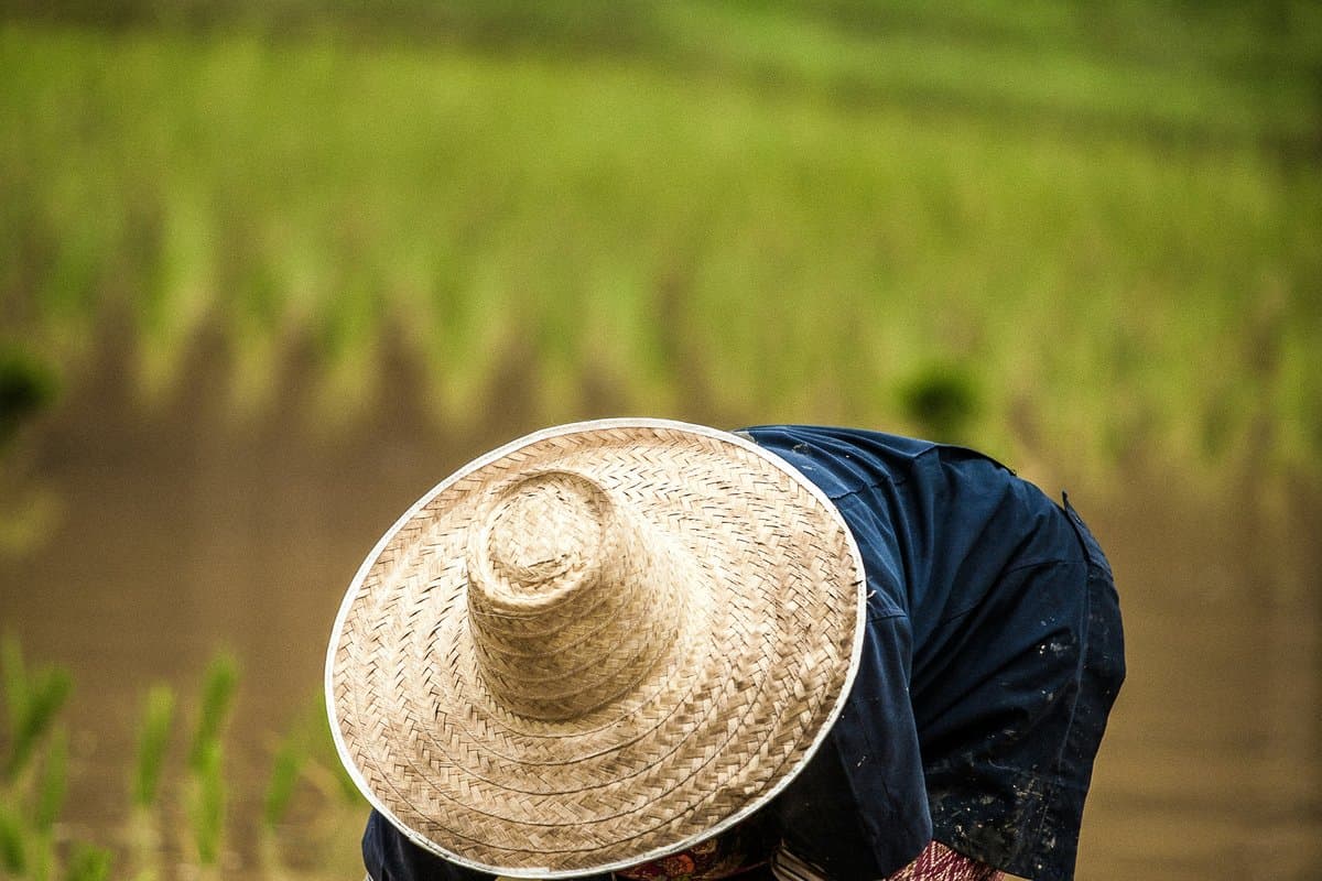 Organic cannabis cultivation at Jintana Farm